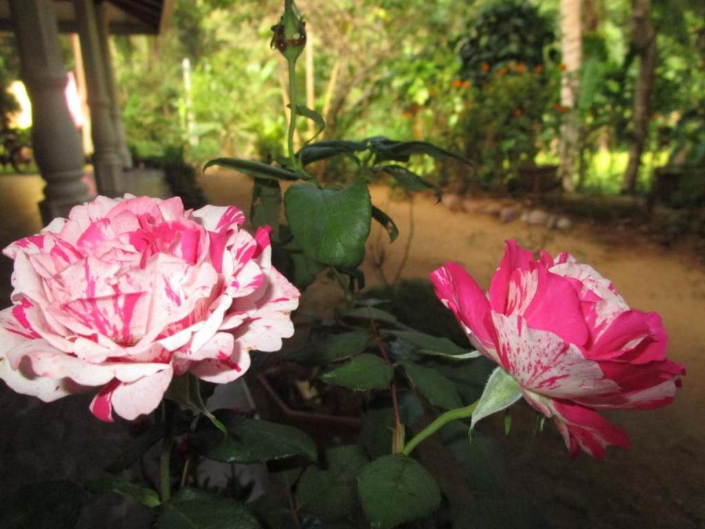 Maneesha Guest House