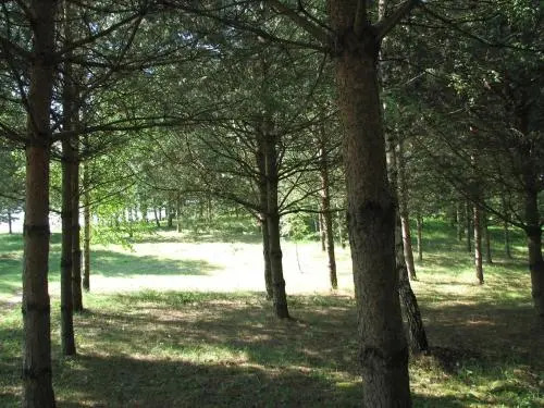 Pasuojė