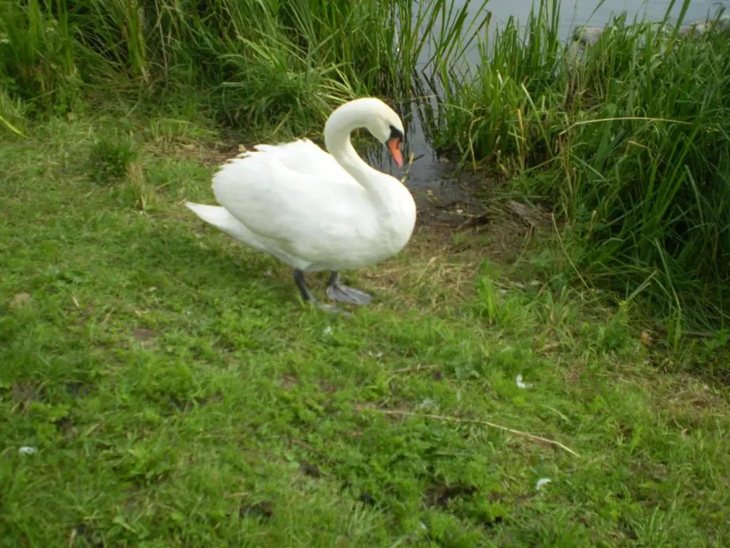 Saule
