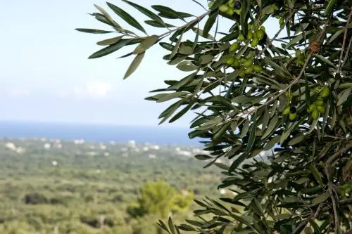 Bed e breakfast Il trullo