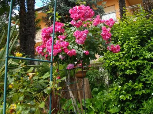 Apartmani Nives