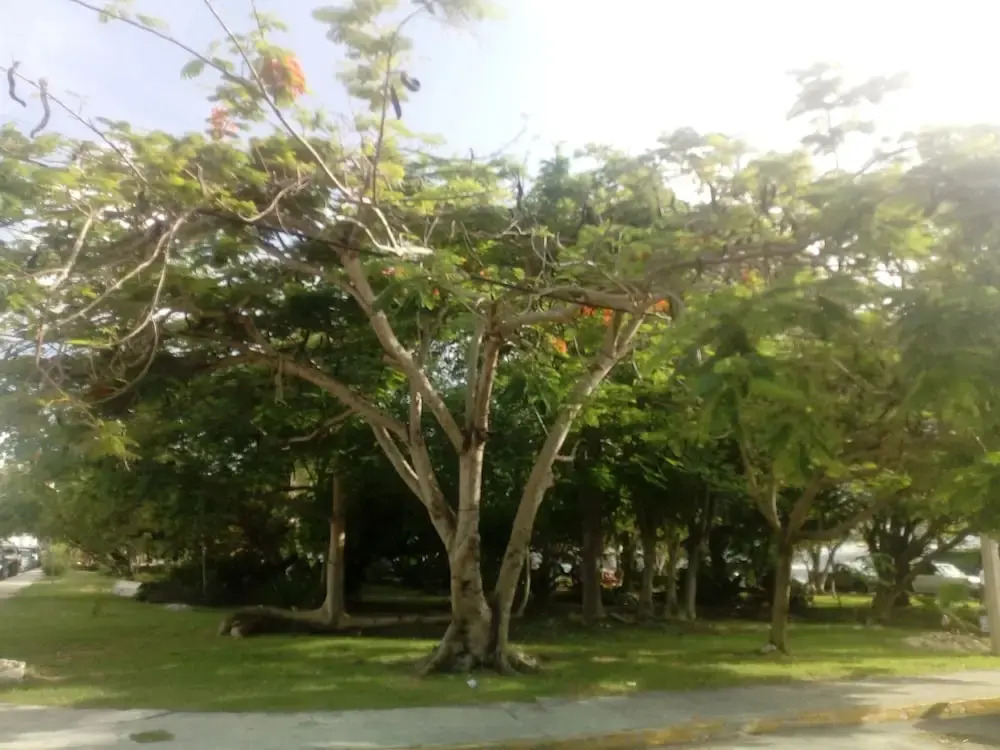 Bed & Breakfast Cielito Lindo