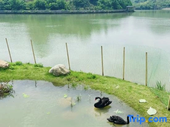 Longhu Mountain Heming Valley Qishe Homestay