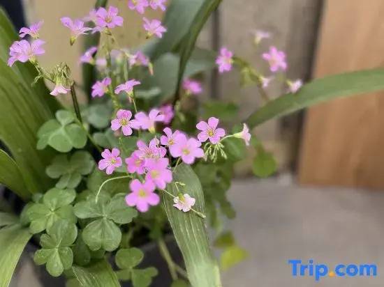 Hangzhou Lvyang Guiyin Homestay