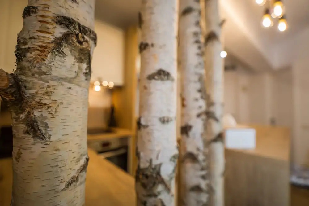 Zen Alpin Studio