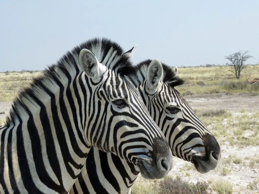 Etosha Safari Campsite