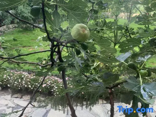 Yishan Banye Homestay (Longqi Wharf Branch)