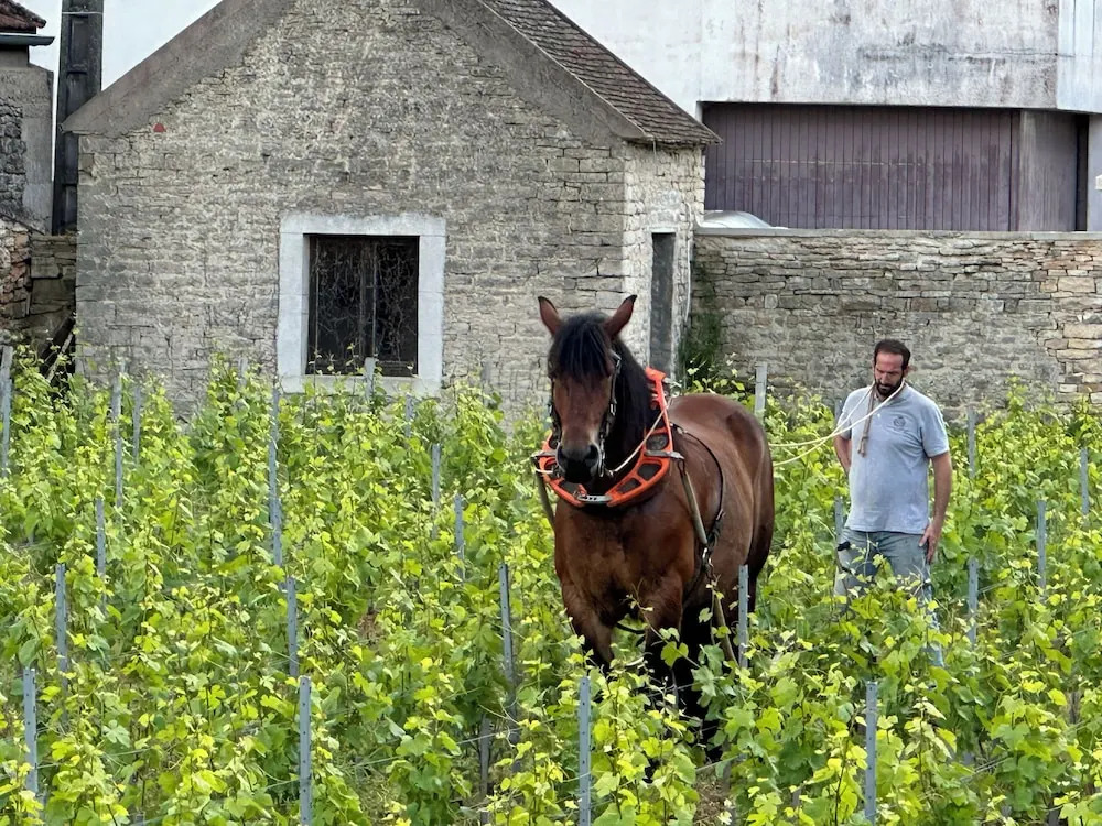 Les Rêveries du Clos POMMARD Vignes & SPA& Dégustation
