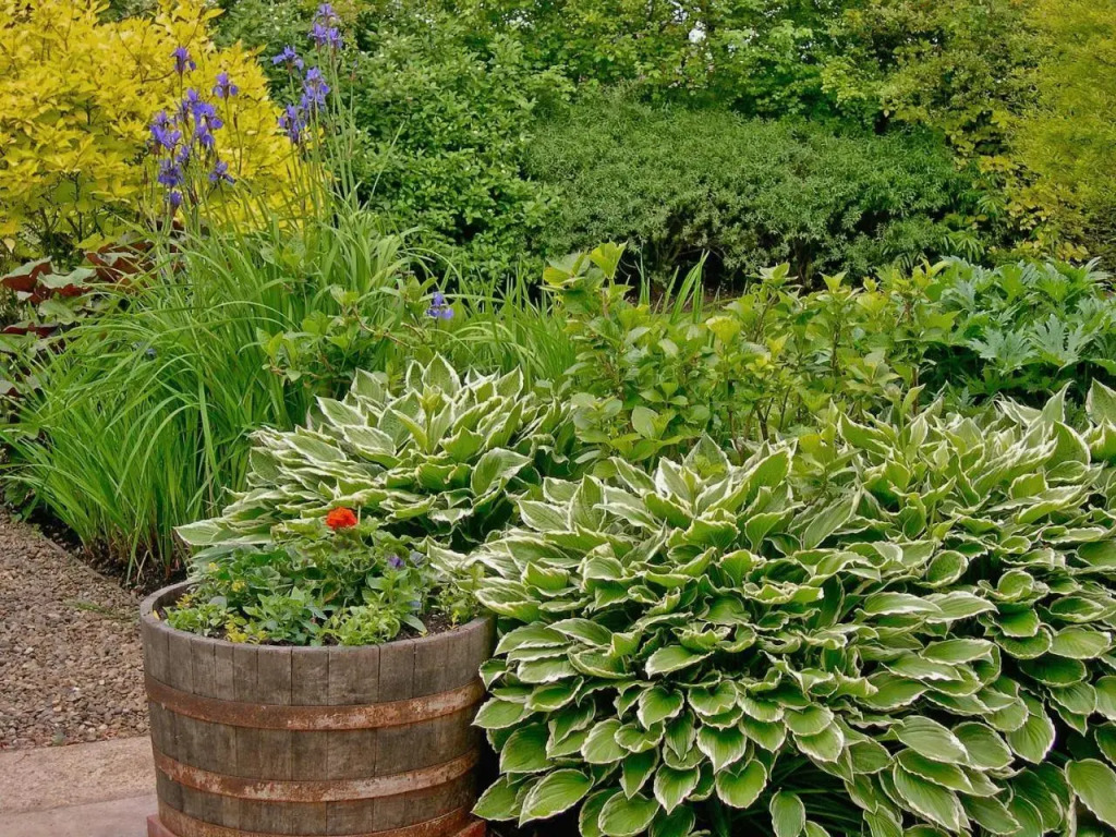 Leisure Hour