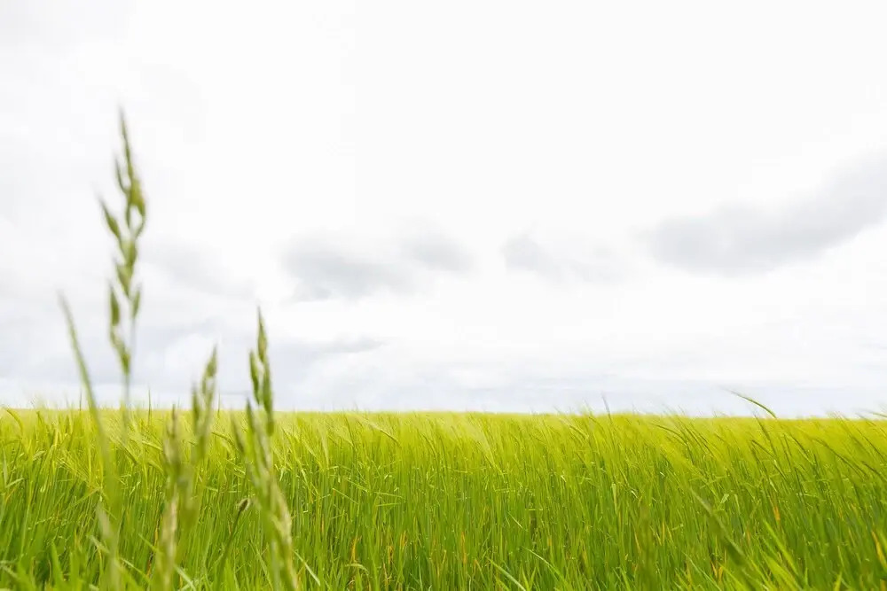 Green Fields