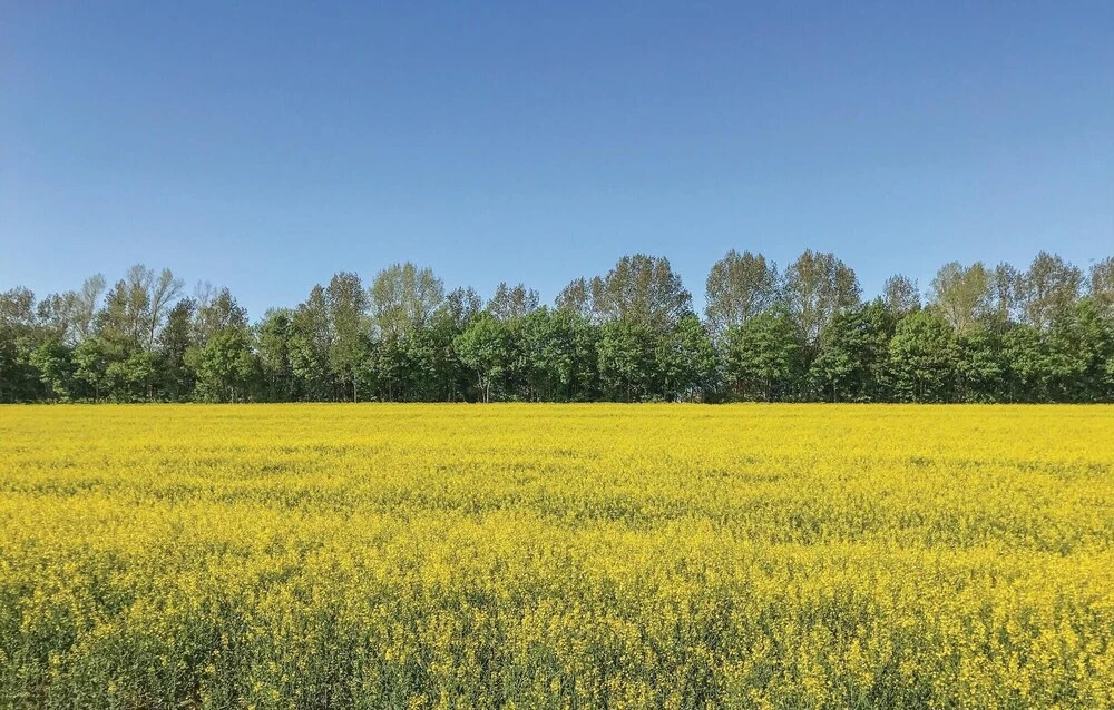 Windrose