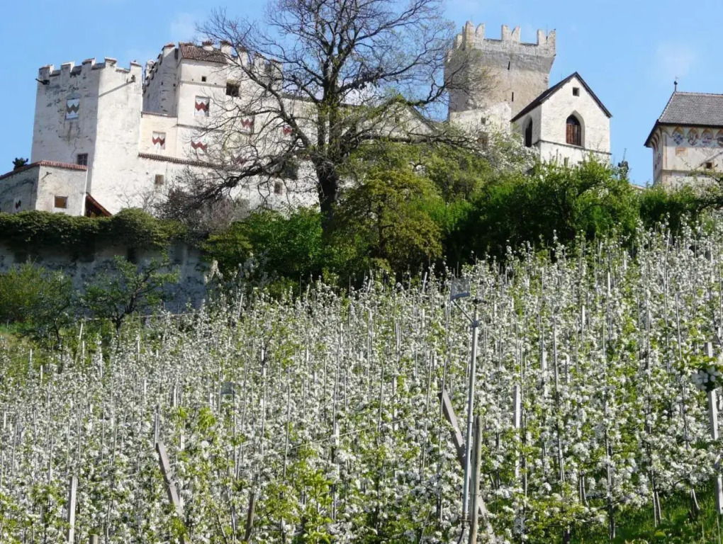 B & B Apartments Ortlerblick