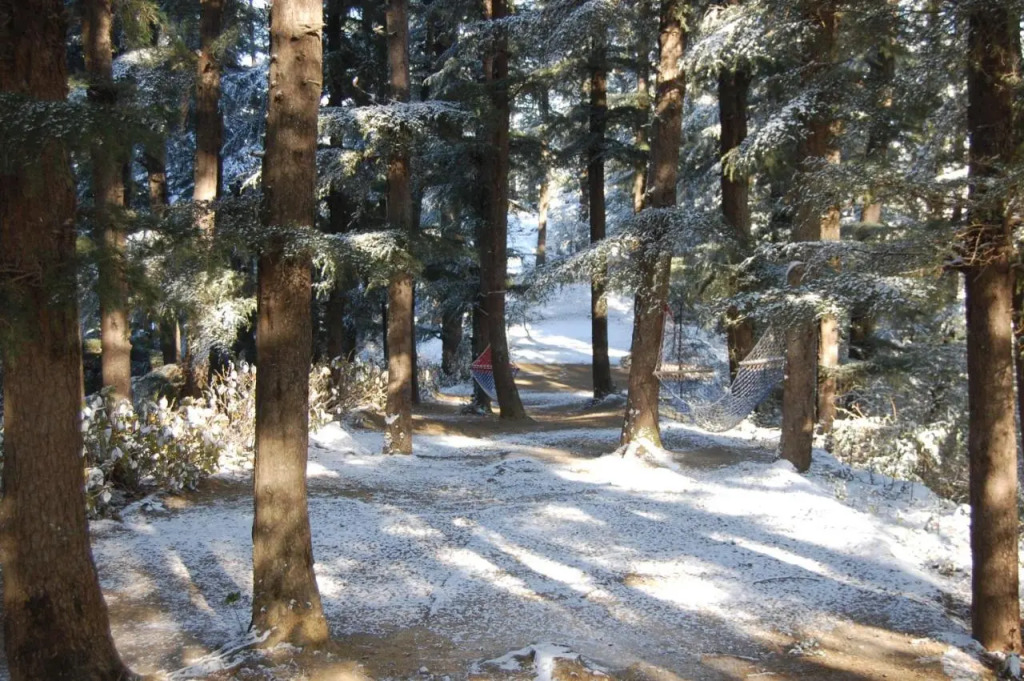 The Chalets Naldehra