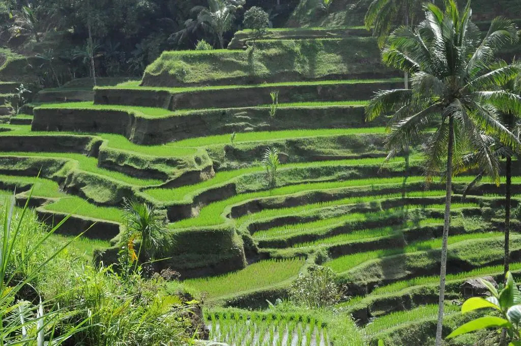 Flora Apartment Bali