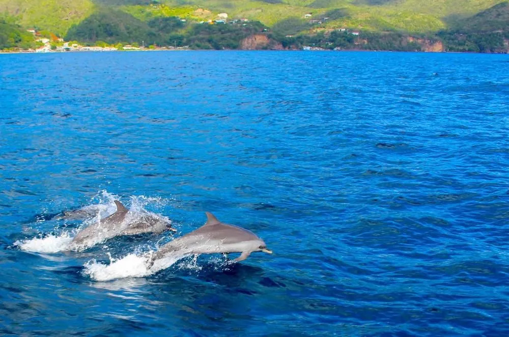 Anchorage Hotel, Whale Watch & Dive Center