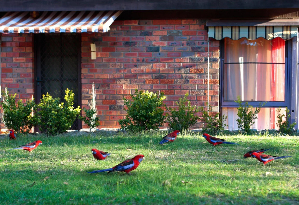 Crimson Villa