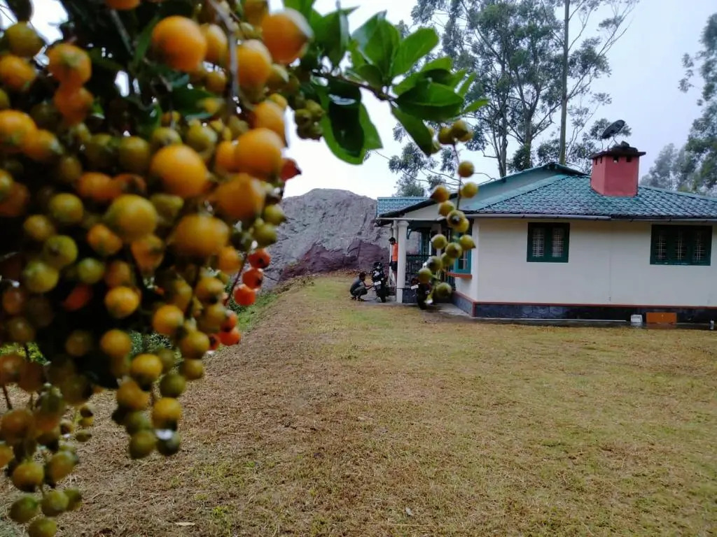 Green House Rock Home Stay