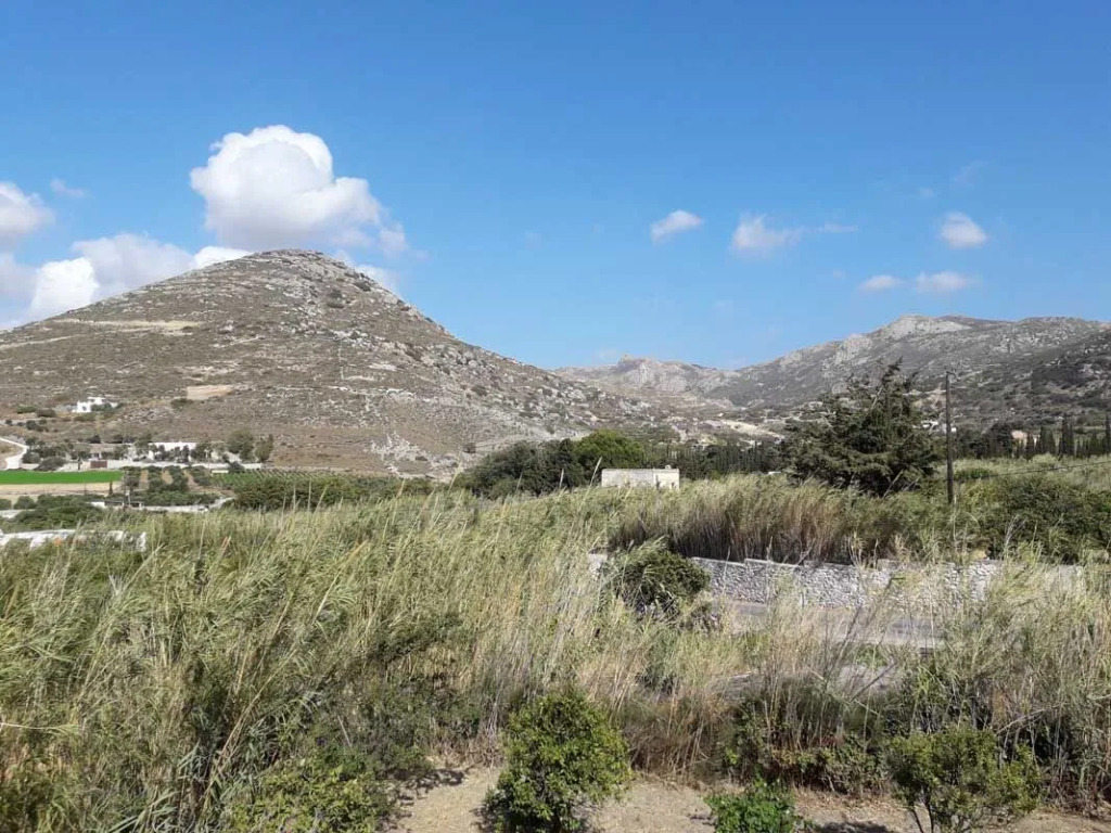 Naxos olive & home