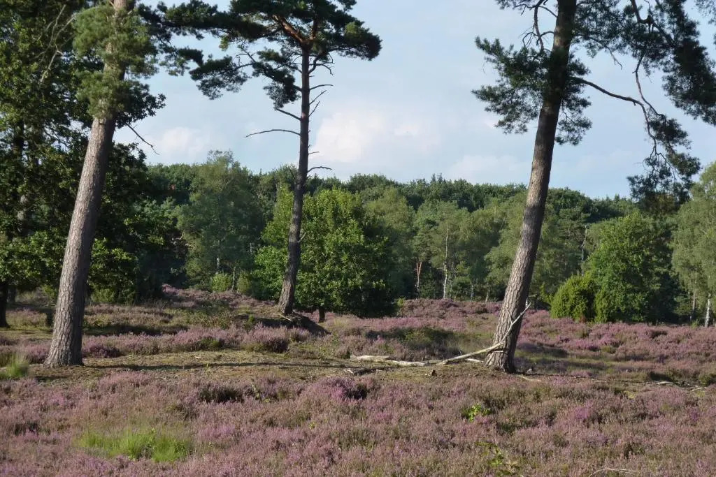 B&B Schoonloo - natuur, ruimte & rust