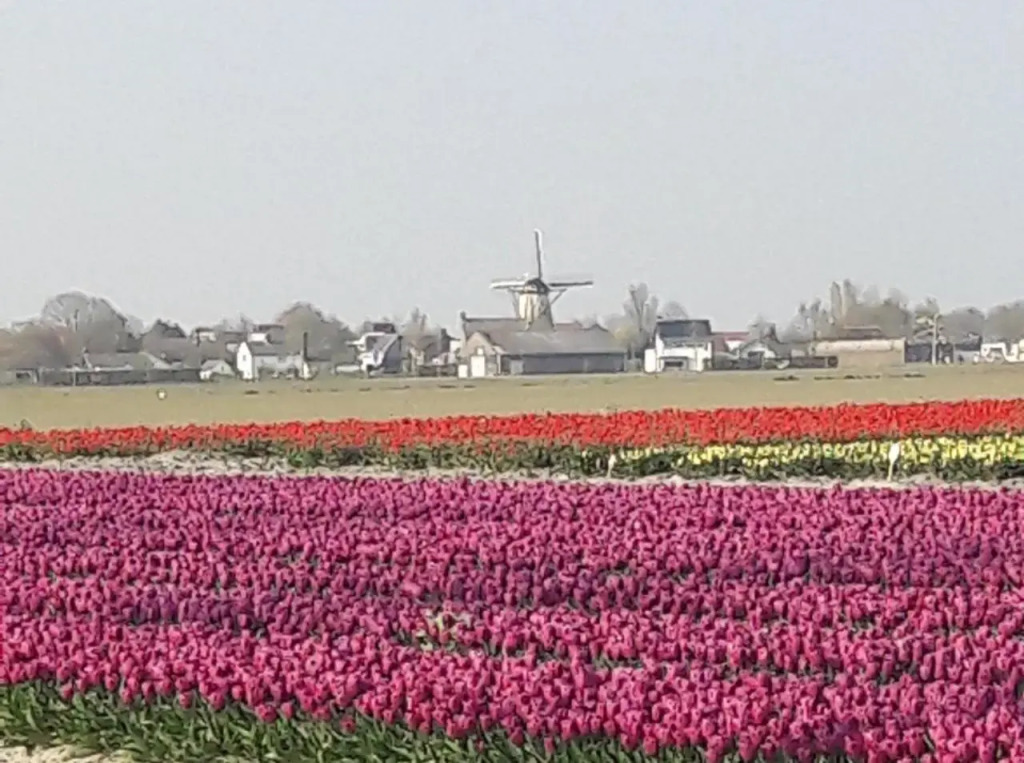 De Nieuwe Stal