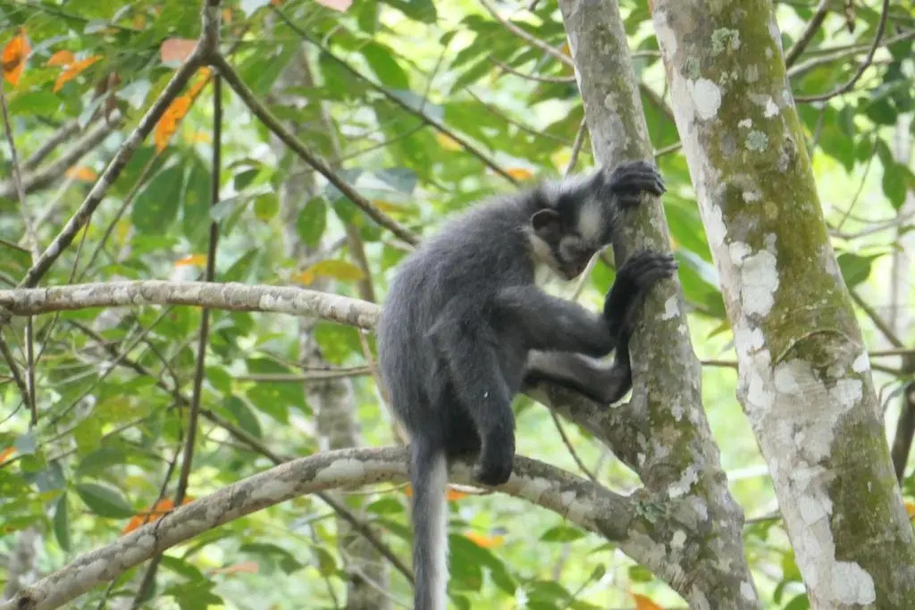 Sumatra Orangutan Discovery Villa