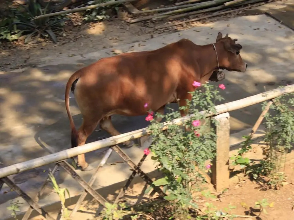 Eco Homestay Mai Chau - Venuestay