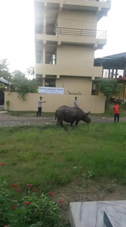 Sauraha Boutique Resort