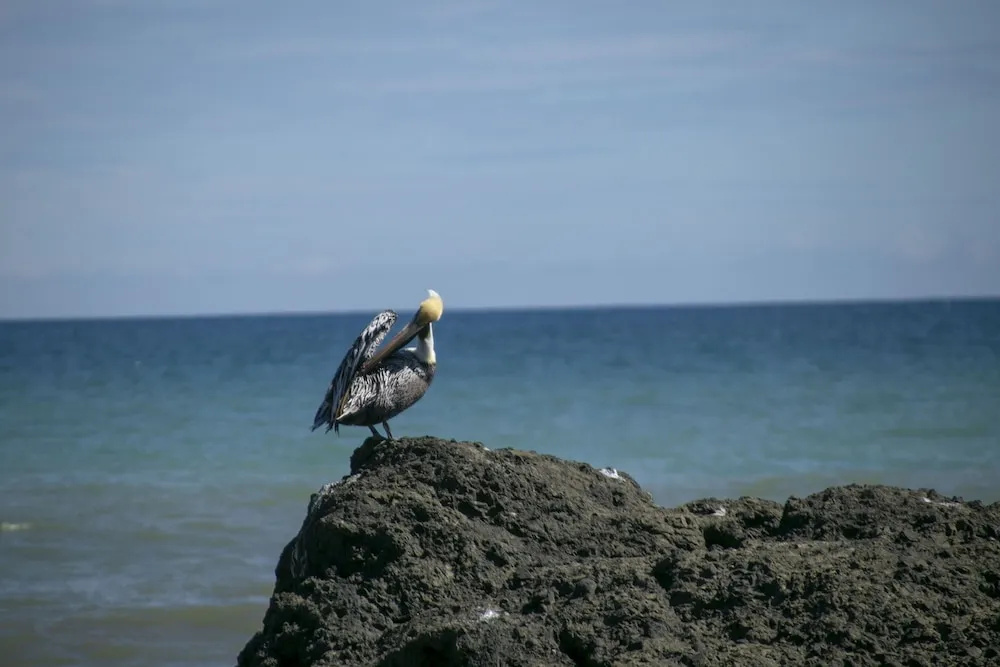 Villas Cabuya Beach & Forest