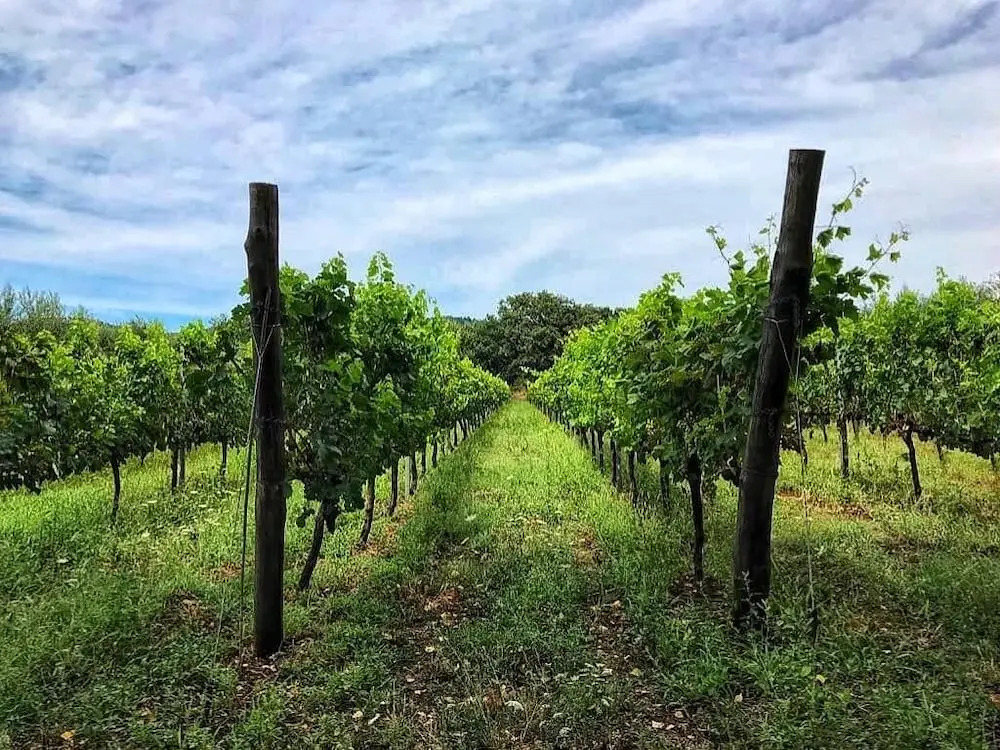 Podere La Damesca - Agriturismo "La Fraschetta"