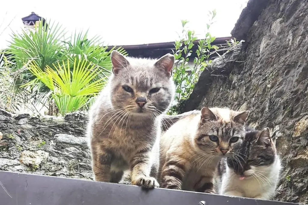 House of cats