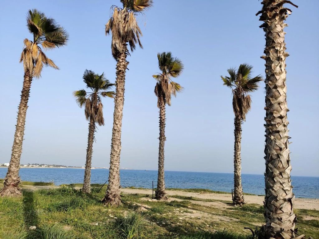 Palm garden paradise