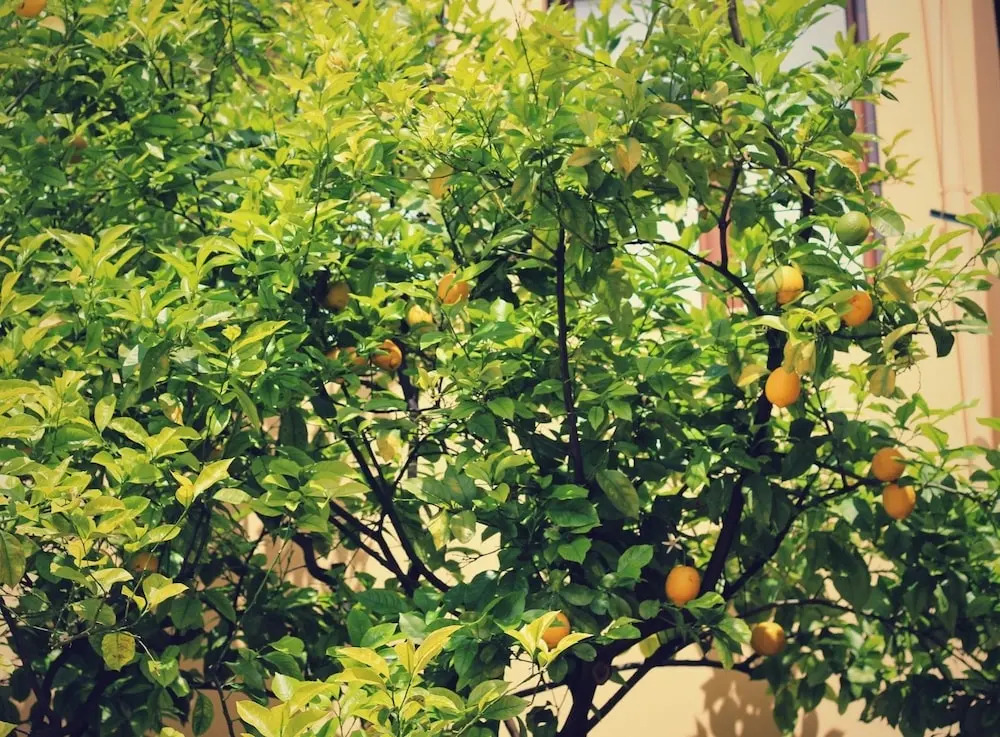 Fiori e Limoni