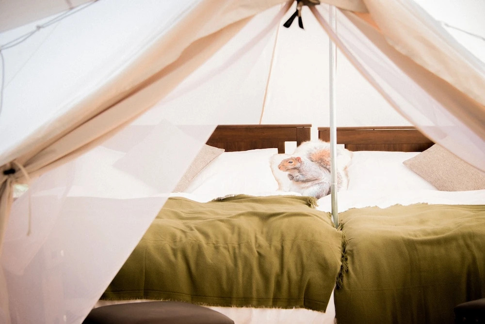 Yoichi Vineyard Glamping