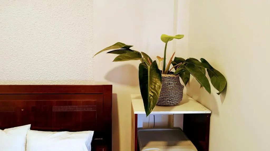Wasabi House - Homestay ben cho đa lat