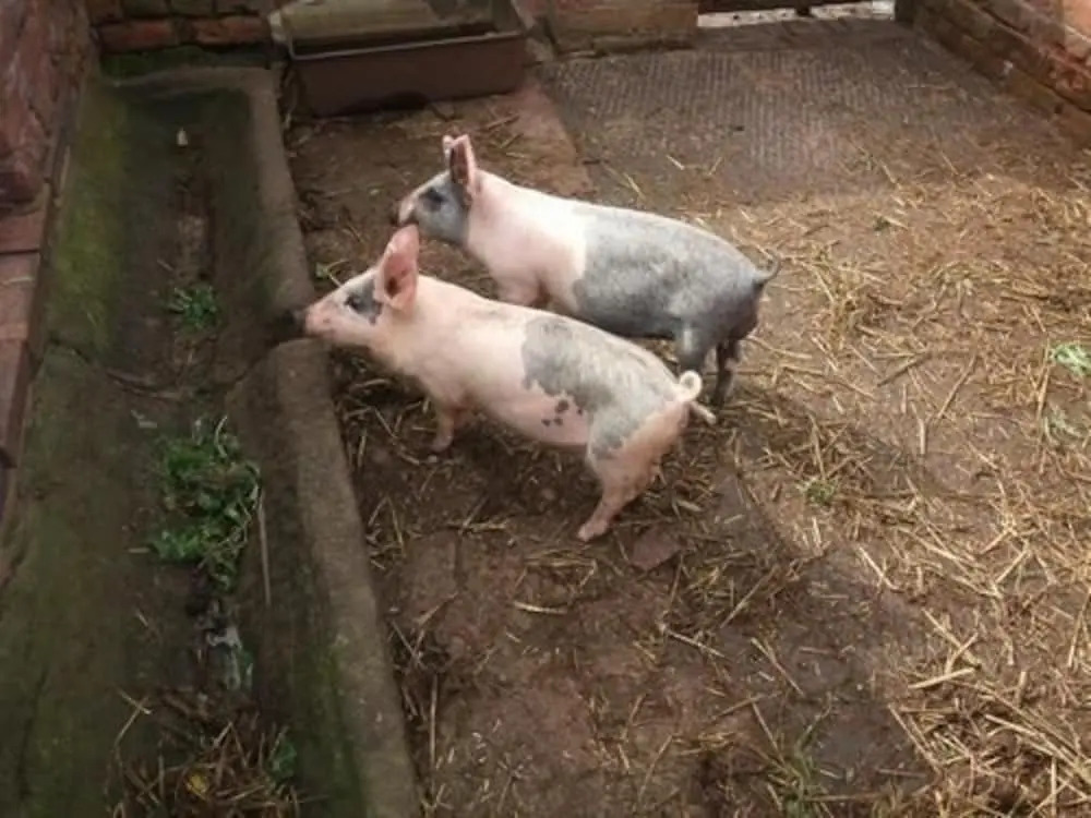 Offley Grove Farm