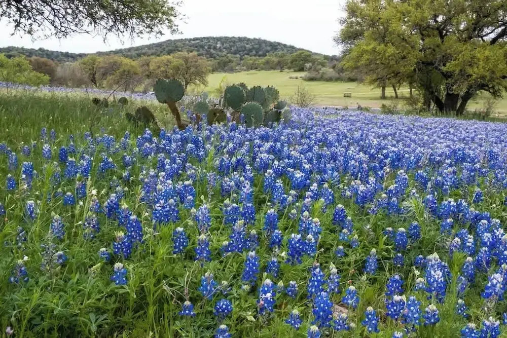 Pecan Retreat-half Mile to Main