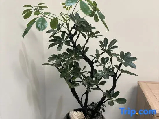 Miss Wu's Homestay (Huayu Shuyuan Branch), Zhangjiajie