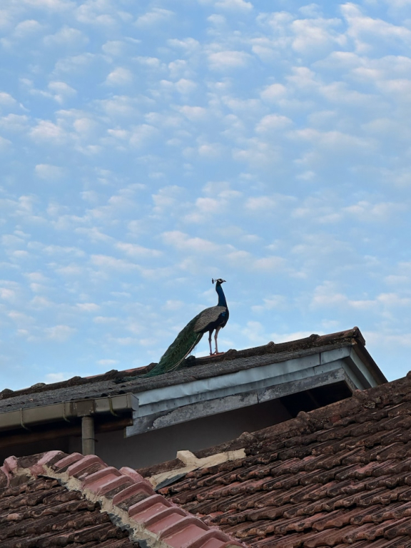 Mango Tree Villa