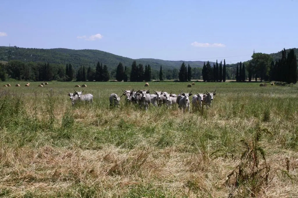 B&B Tenuta di Paganico - Wine&Food