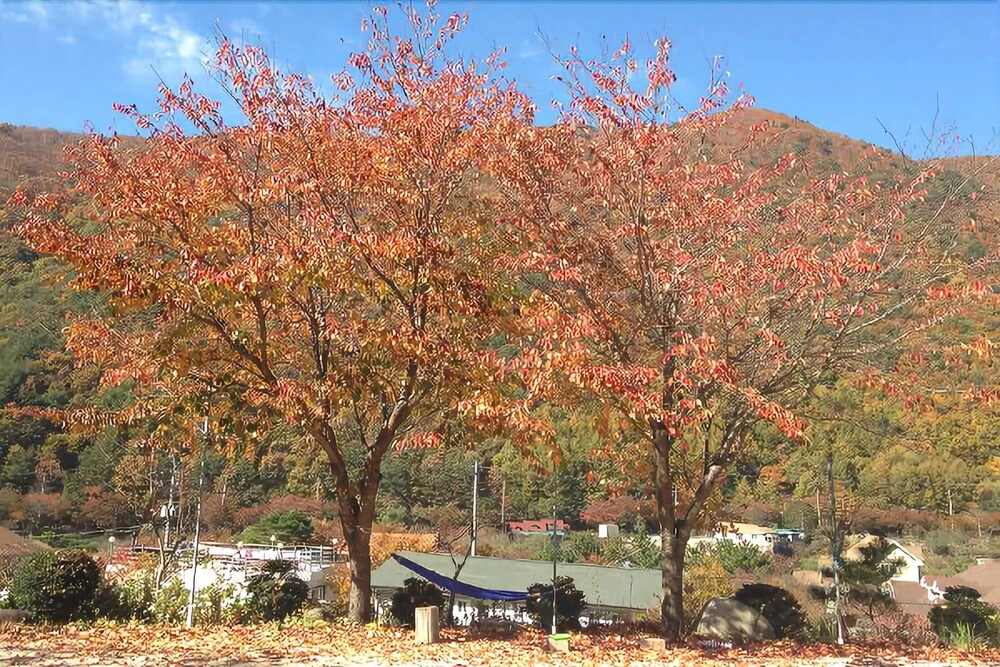 Yangsan (Baenaegol) Cozy Pension