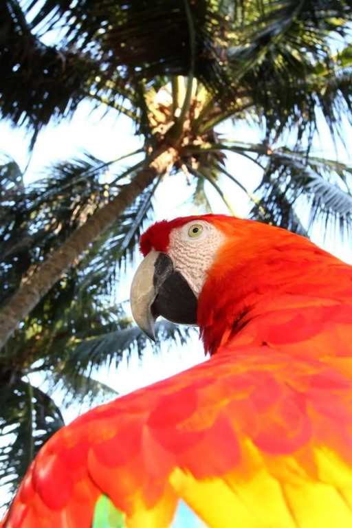 Serrambi Resort