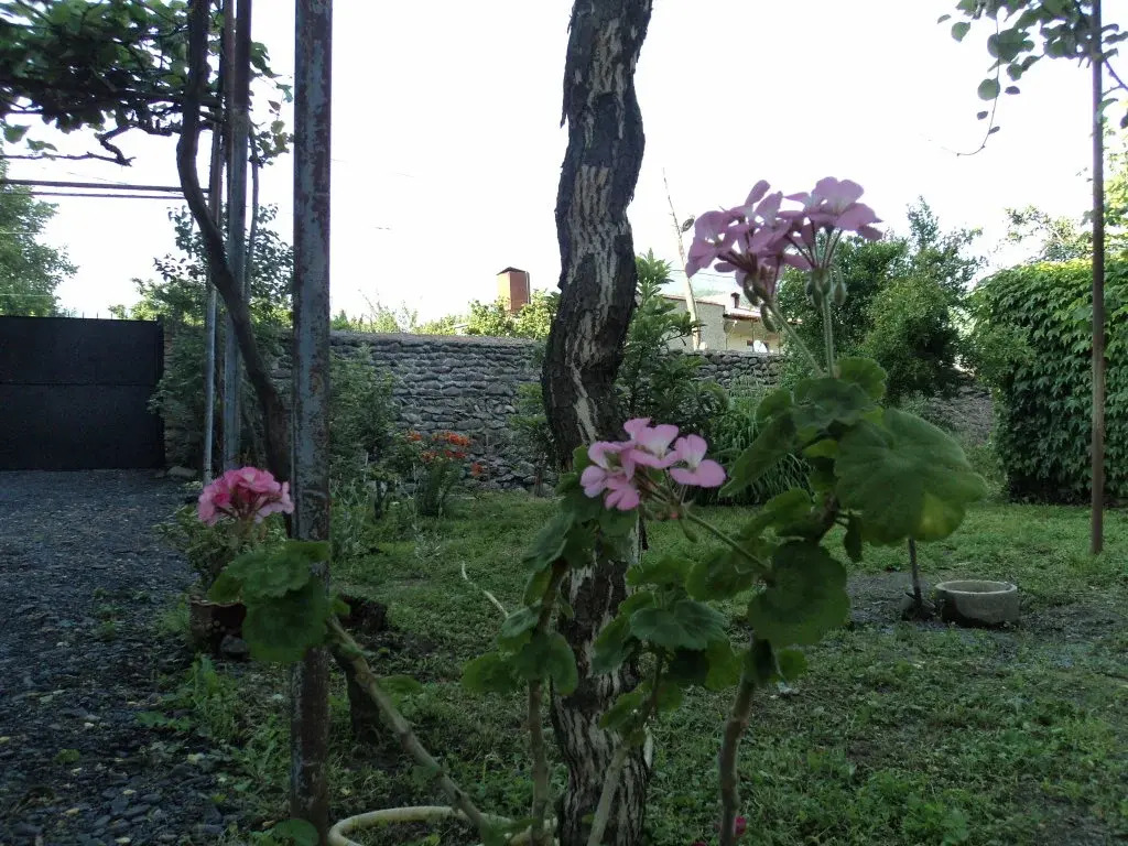 Violet guest house