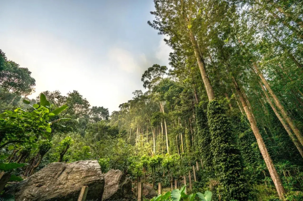 Shambala Yercaud