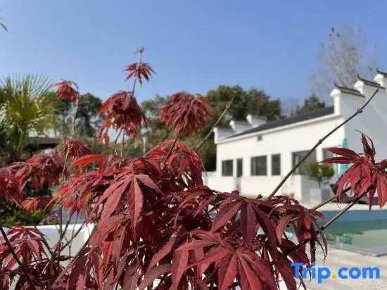 Yy House