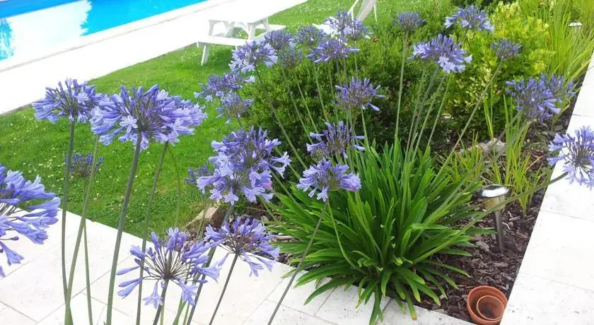 Les Agapanthes