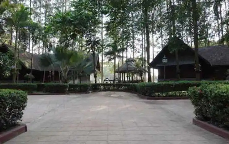 Teak and Pines
