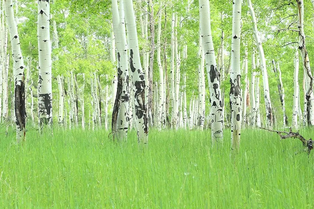 Perry Mansfield - Spruce Cabin