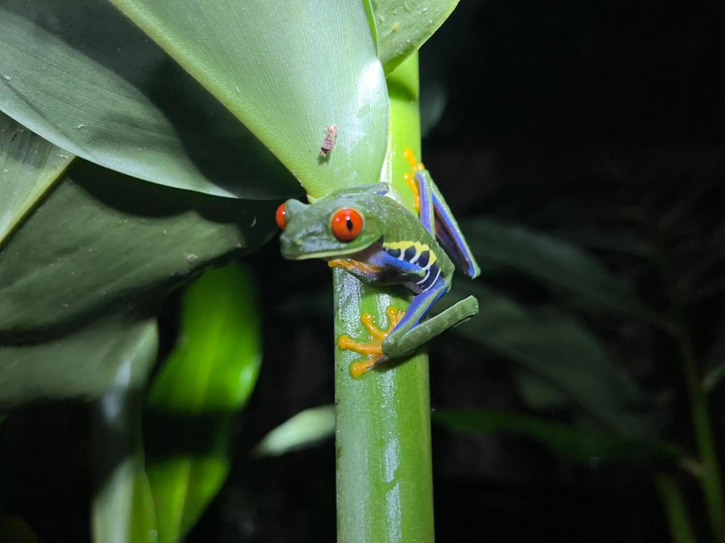 The Frog House