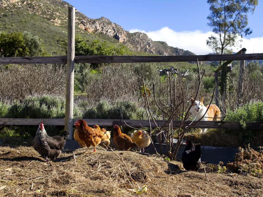 Kogman & Keisie Guest Farm