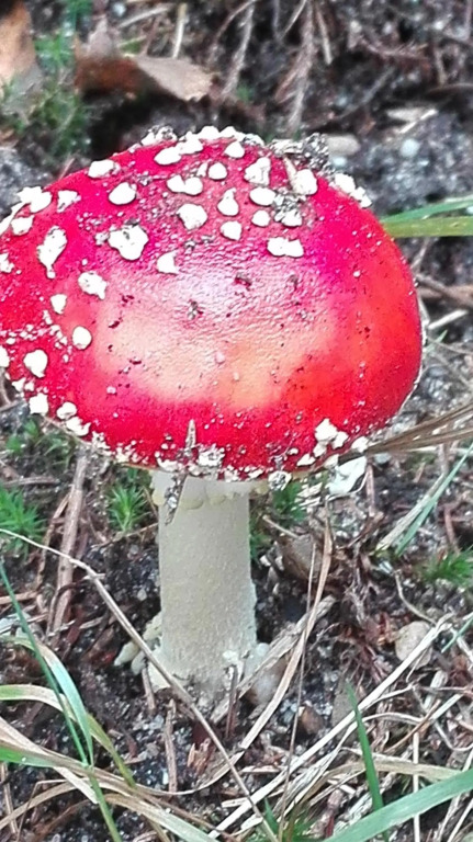 De Kleine Kriemelkuil {Het Herdertje}